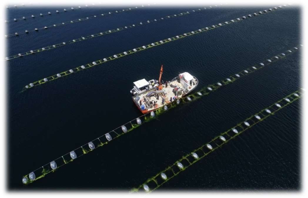 Our mussel farm and harvest boat